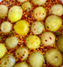 Hot & Spicy Sour Green Tomatoes